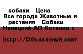 собаки › Цена ­ 2 500 - Все города Животные и растения » Собаки   . Ненецкий АО,Коткино с.